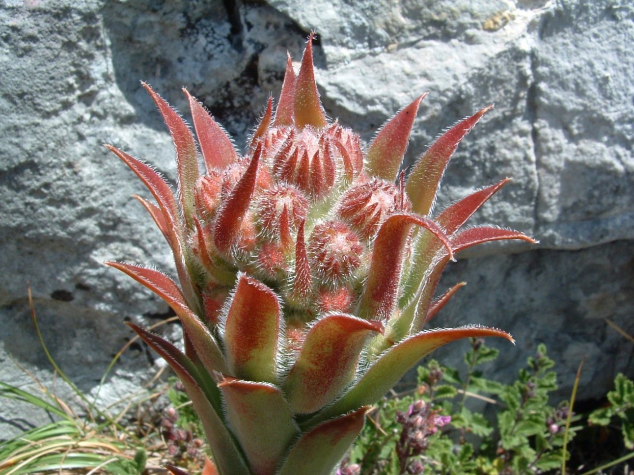 Sempervivum tectorum sta fiorendo